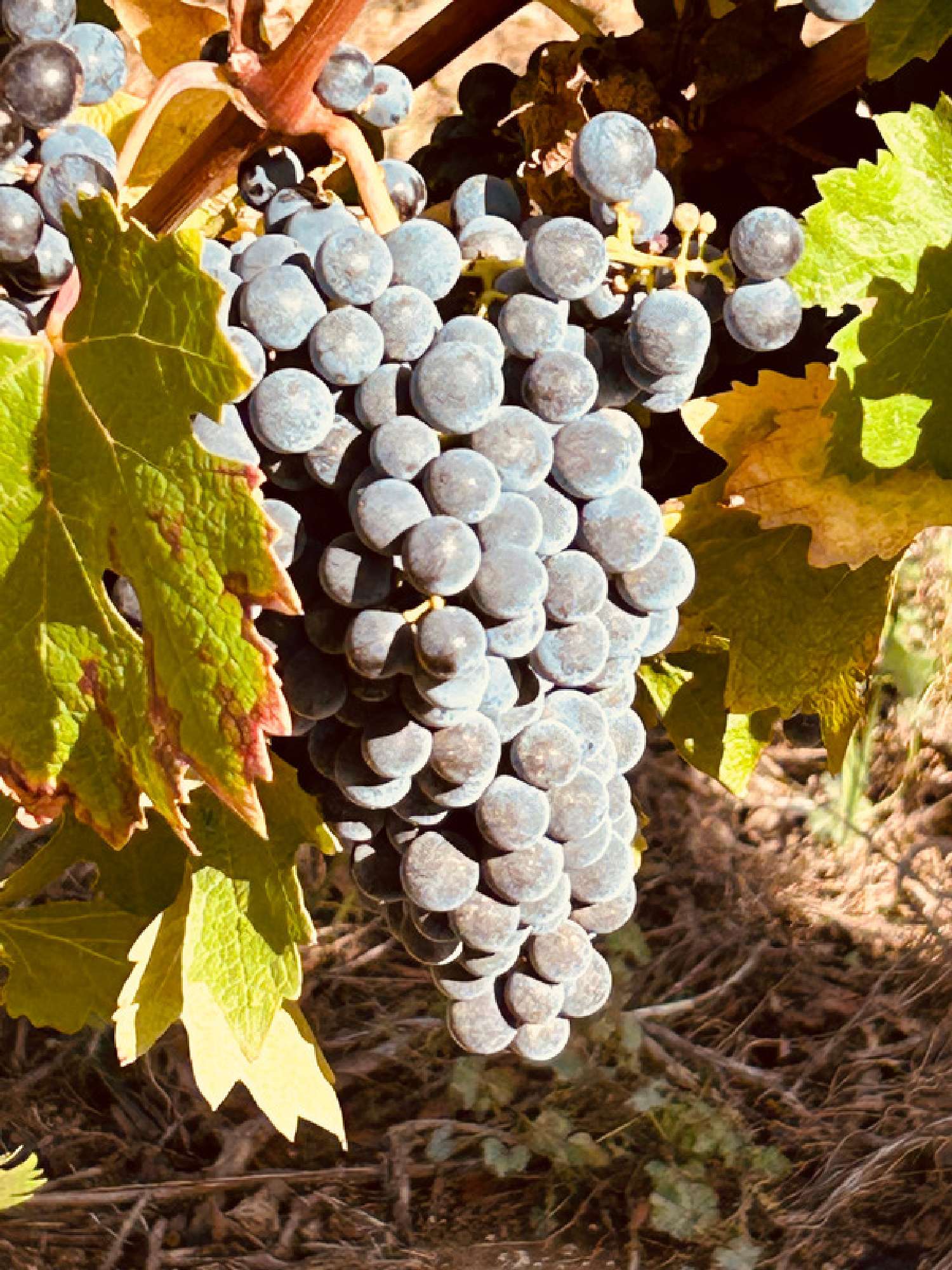  en venta casa Roquessels Hérault 7