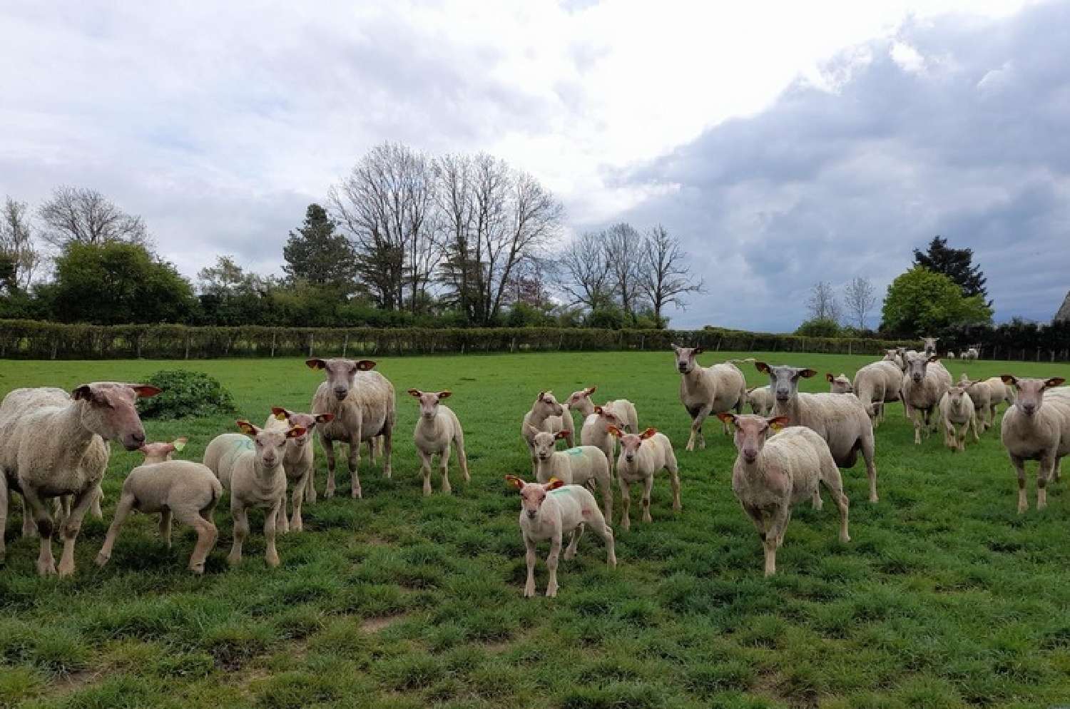  te koop huis Savilly Côte-d'Or 3