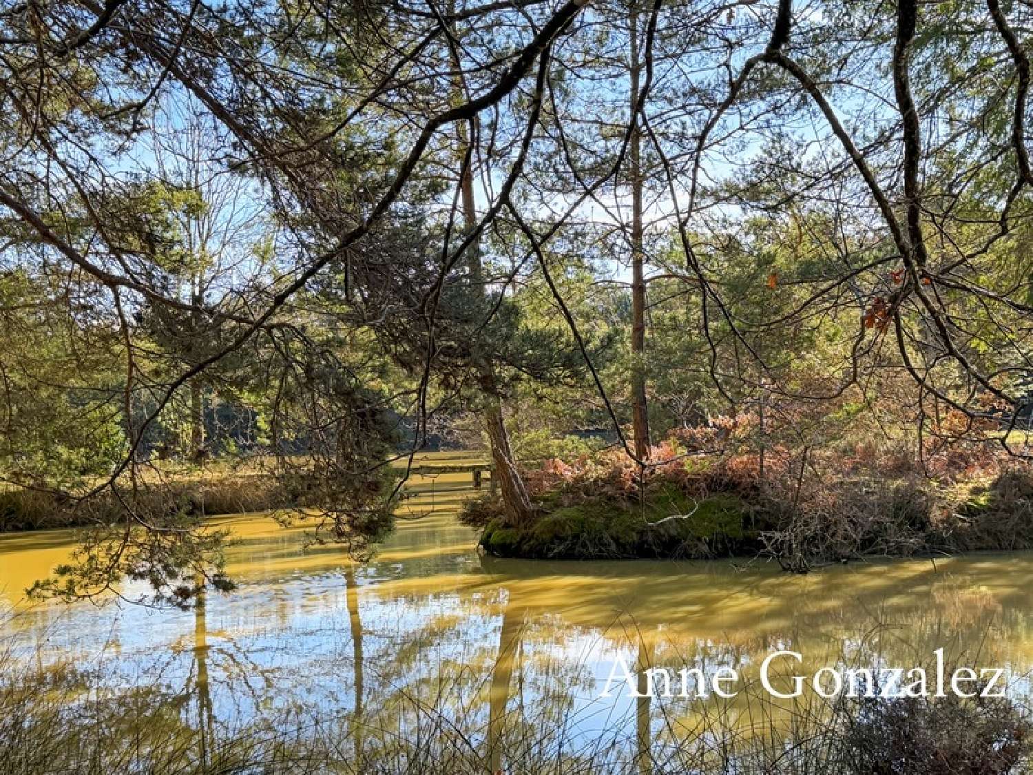  kaufen Haus Vienne-en-Val Loiret 2