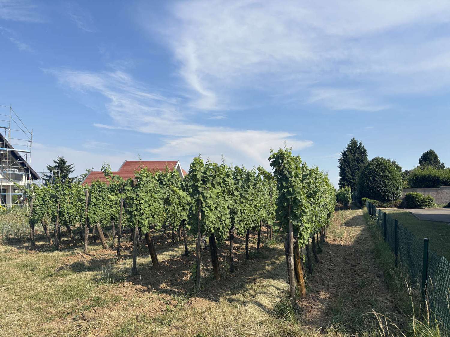  kaufen Grundstück Barr Bas-Rhin 4