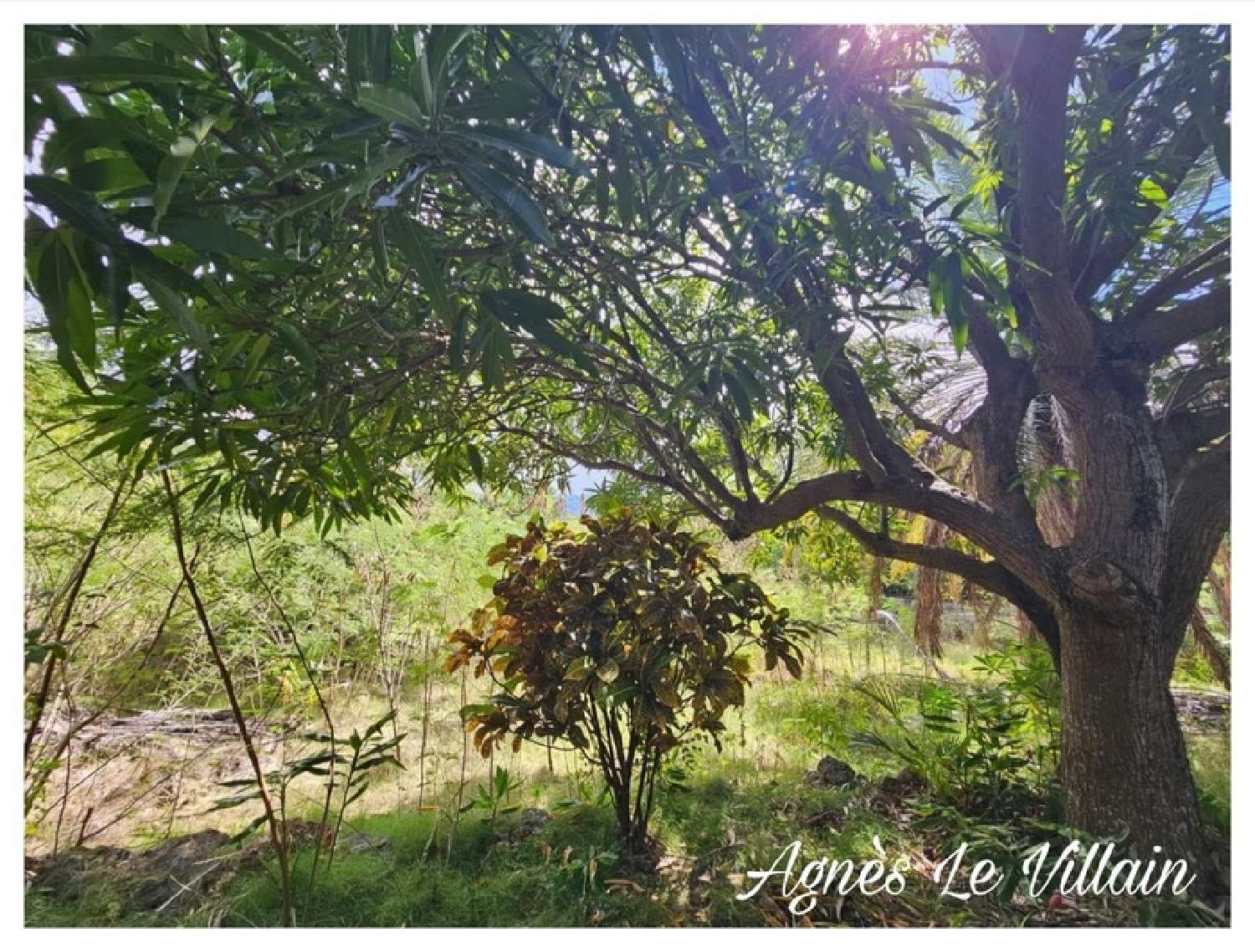  kaufen Grundstück Bouillante Guadeloupe 3