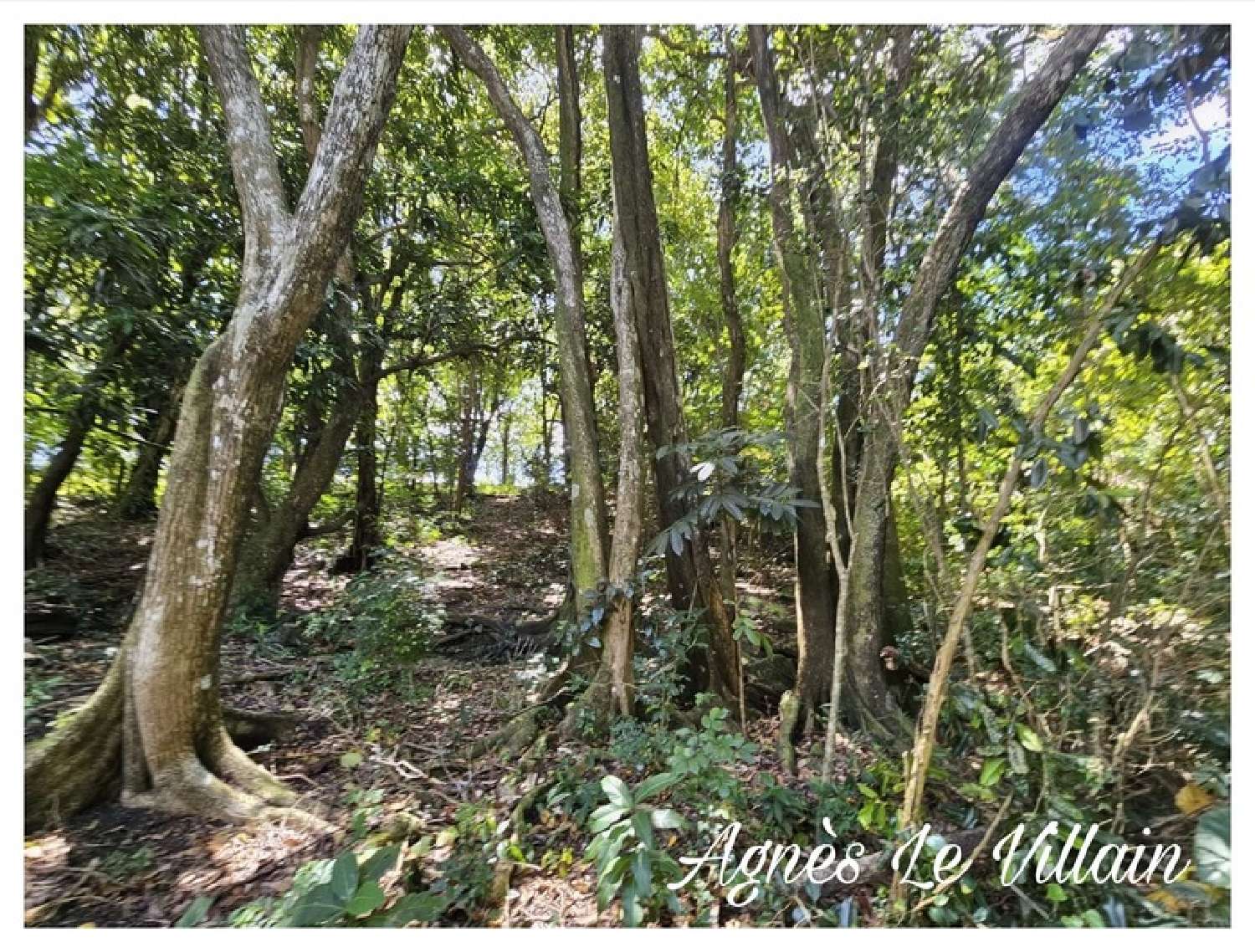  te koop terrein Bouillante Guadeloupe 2