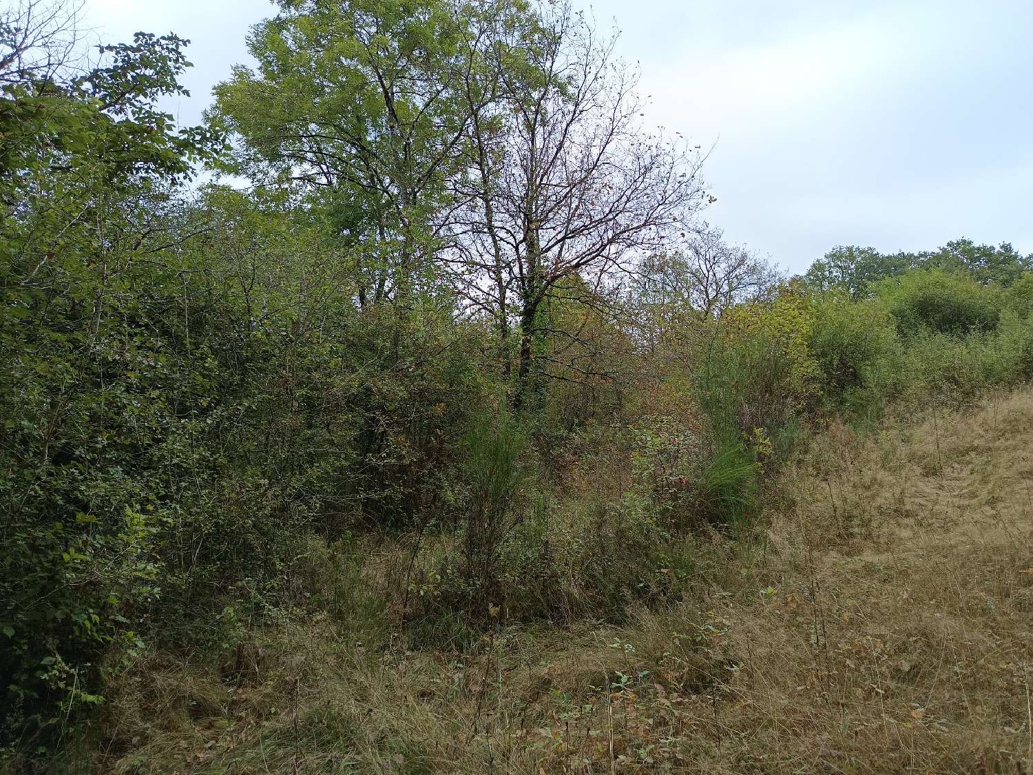  à vendre terrain Carmaux Tarn 6