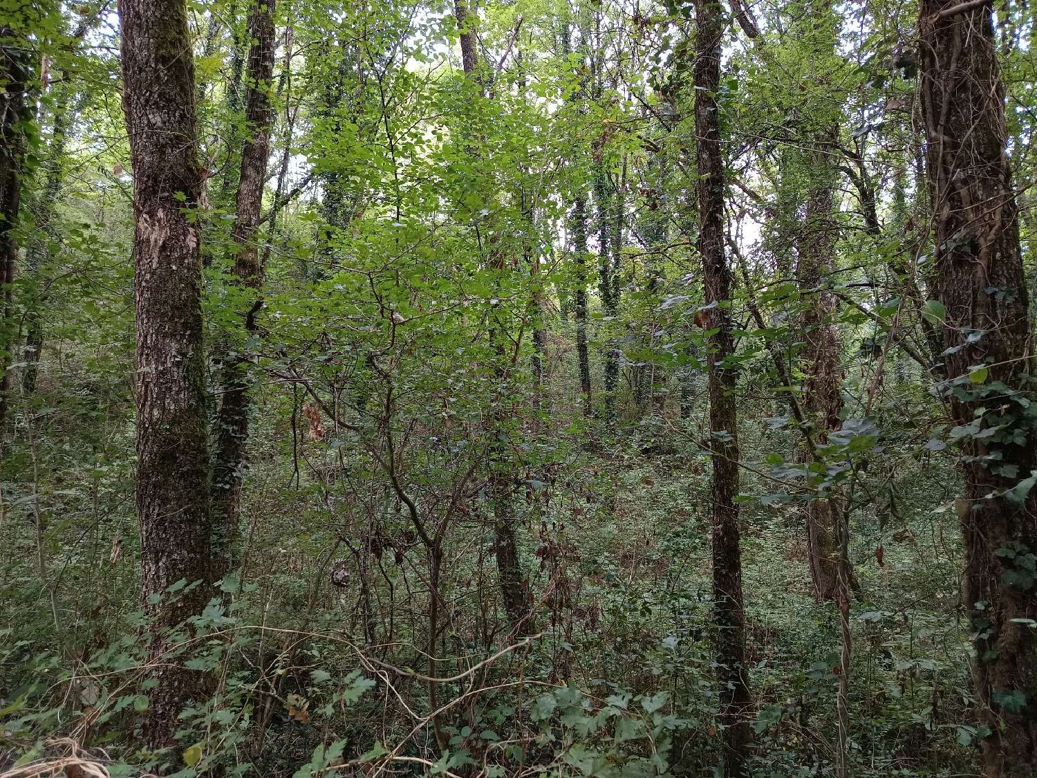  à vendre terrain Carmaux Tarn 7