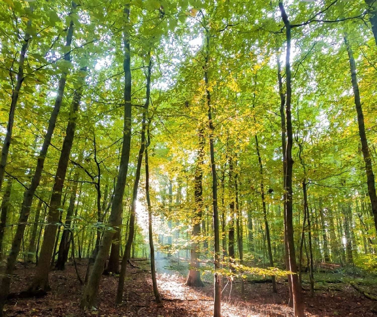  kaufen Grundstück Céaucé Orne 1