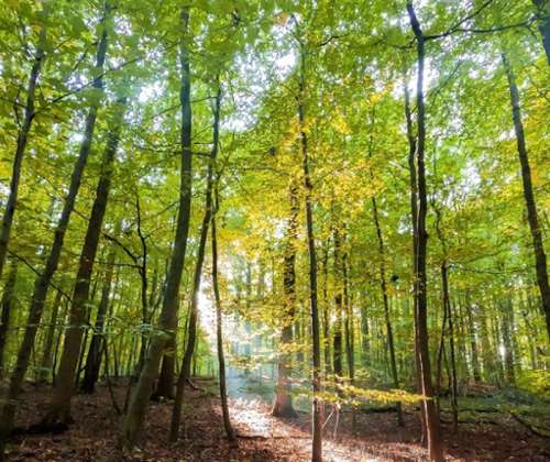 Céaucé Orne Grundstück Bild 7269365