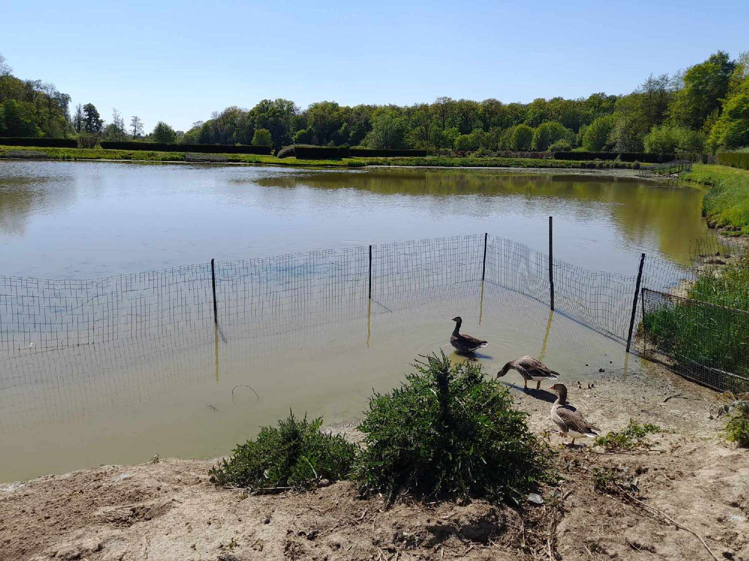 te koop terrein Féron Nord 1