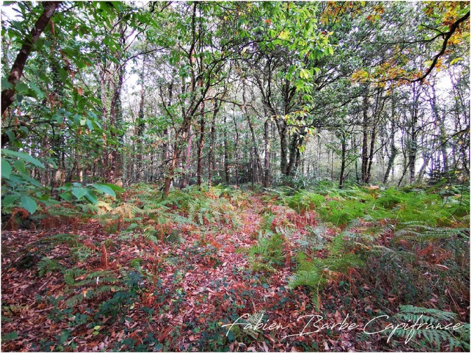 te koop terrein Guer Morbihan 4