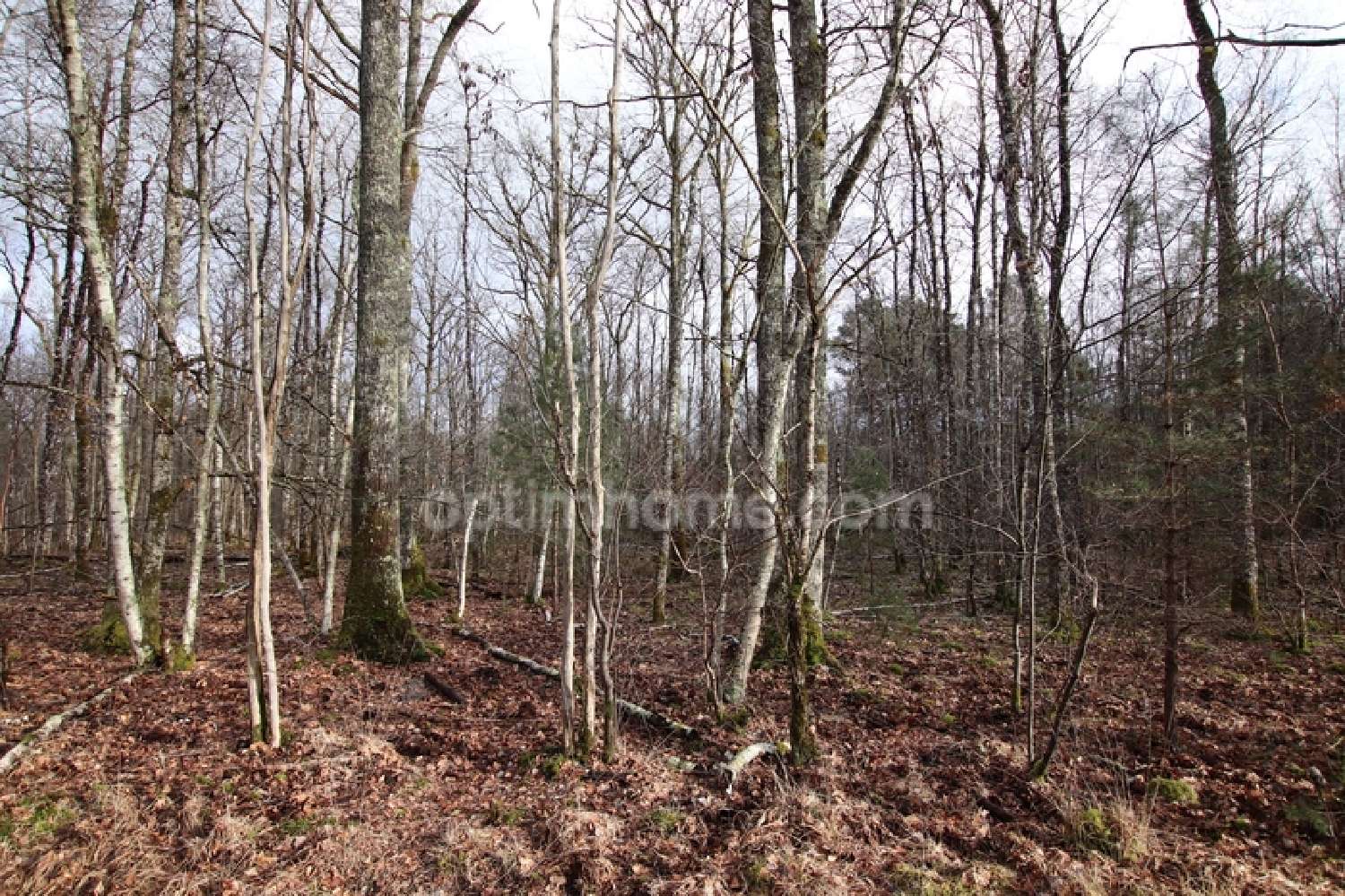 te koop terrein Ménétréol-sur-Sauldre Cher 3