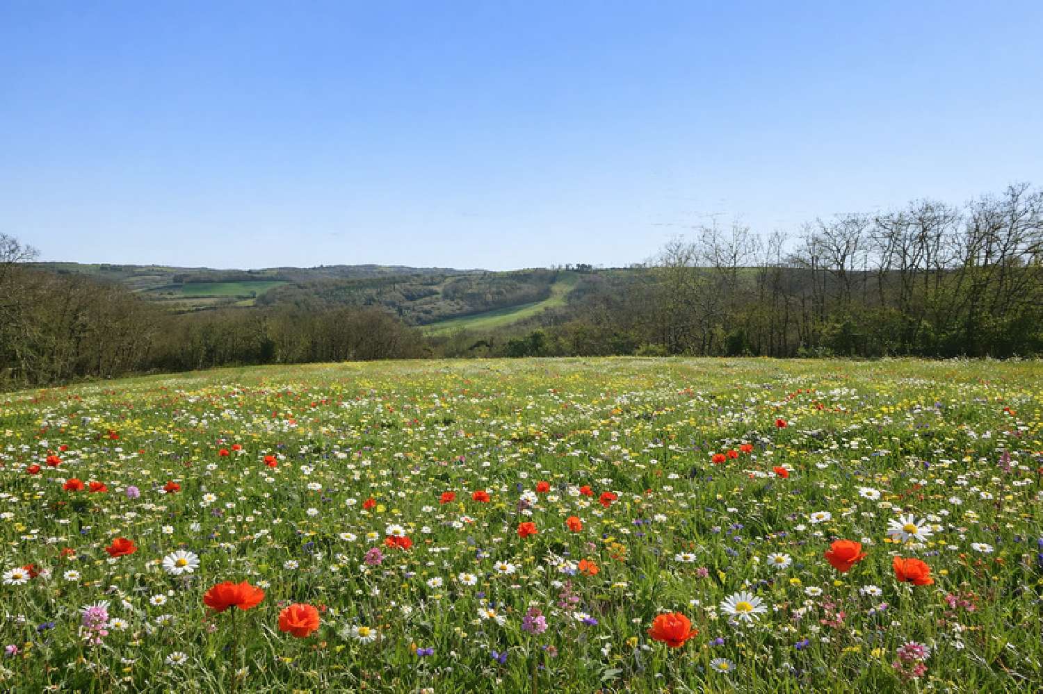 kaufen Grundstück Pessan Gers 3