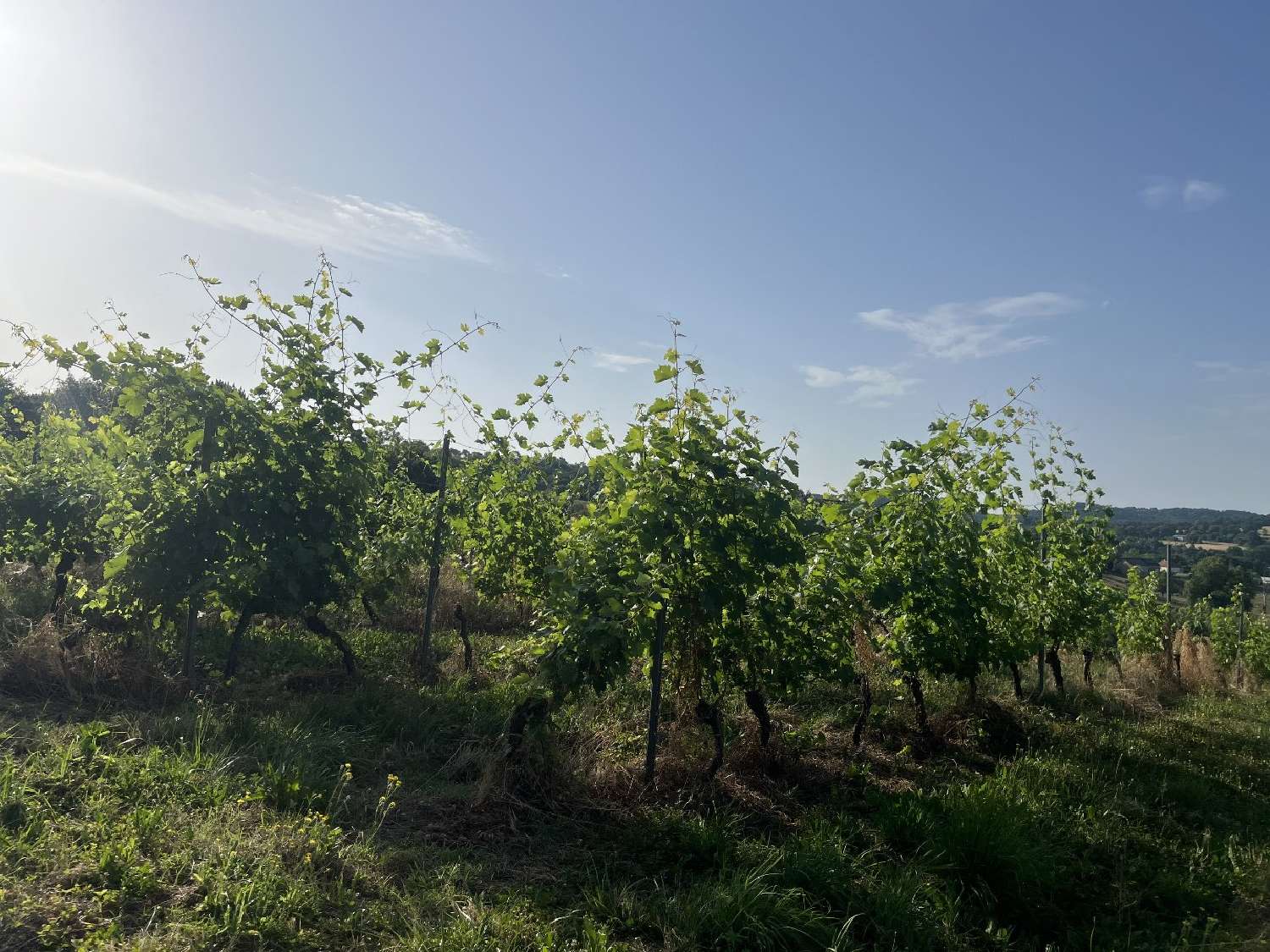  à vendre terrain Puy-d'Arnac Corrèze 6