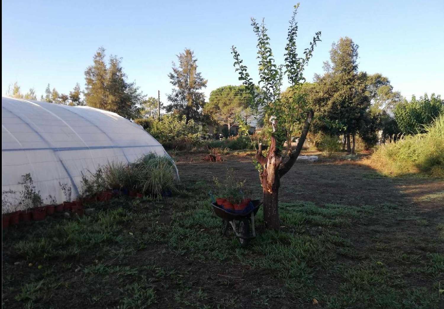 te koop terrein Saint Antoine Haute-Corse 6