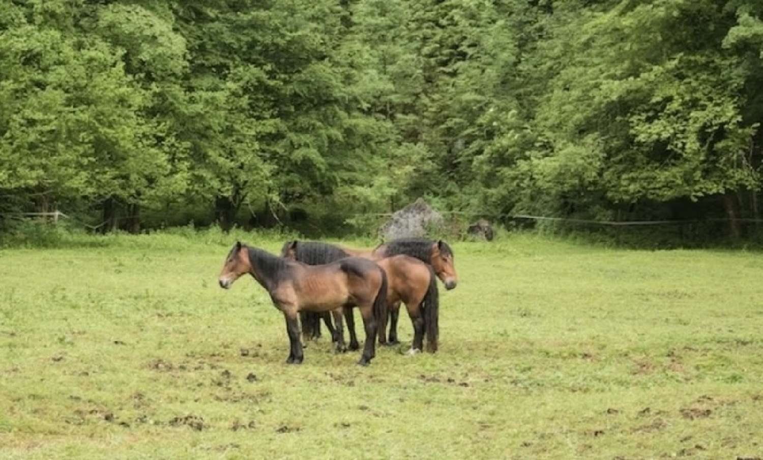  kaufen Landgut Épinal Vogesen 6