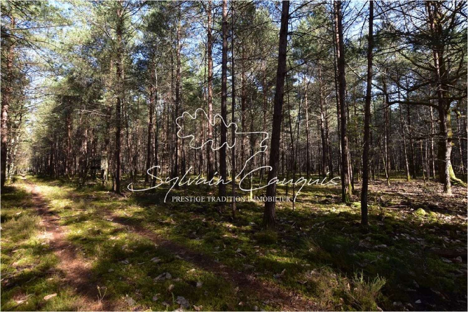 te koop landgoed Lamotte-Beuvron Loir-et-Cher 4