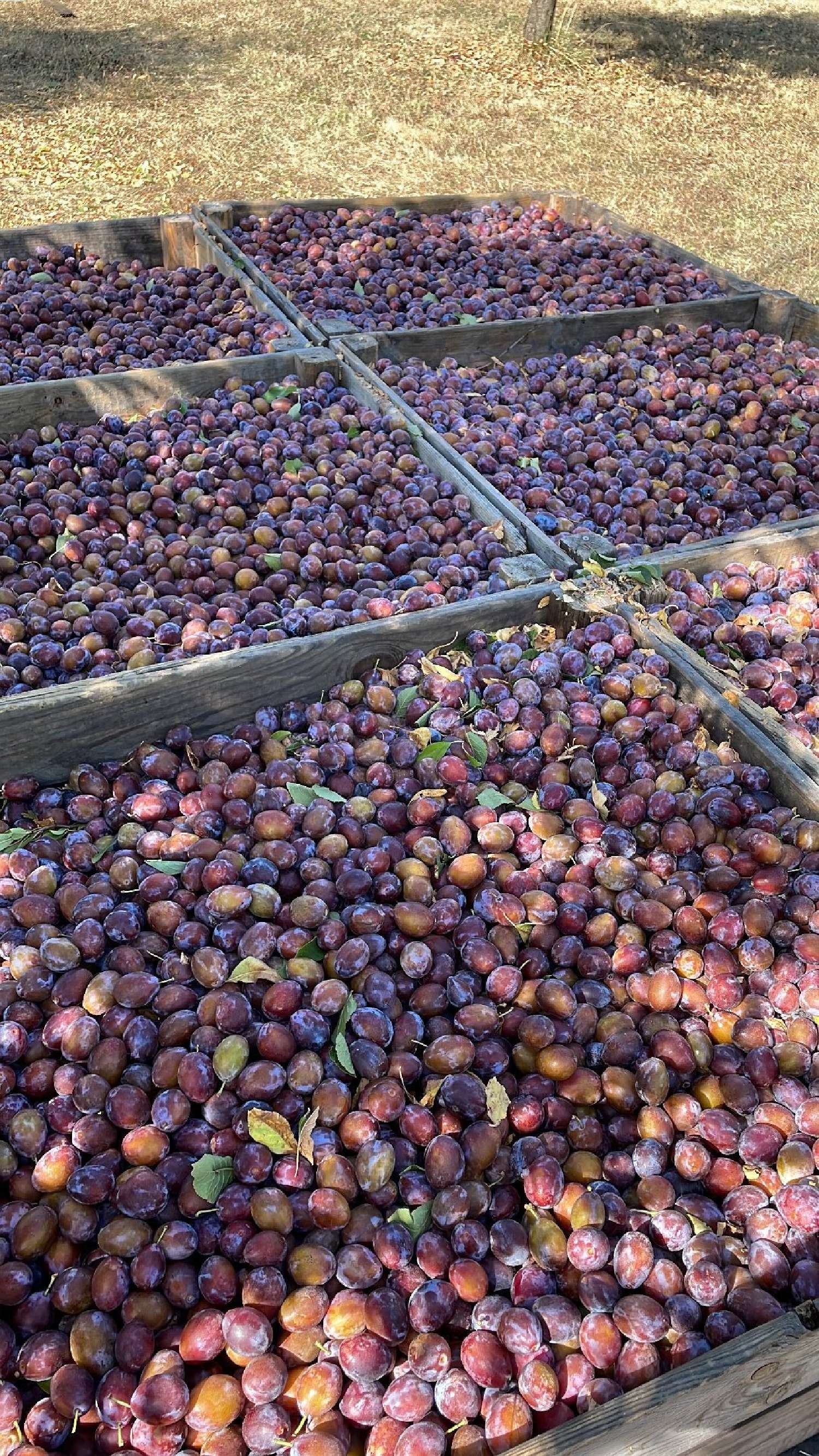  te koop landgoed Mirabel Tarn-et-Garonne 5