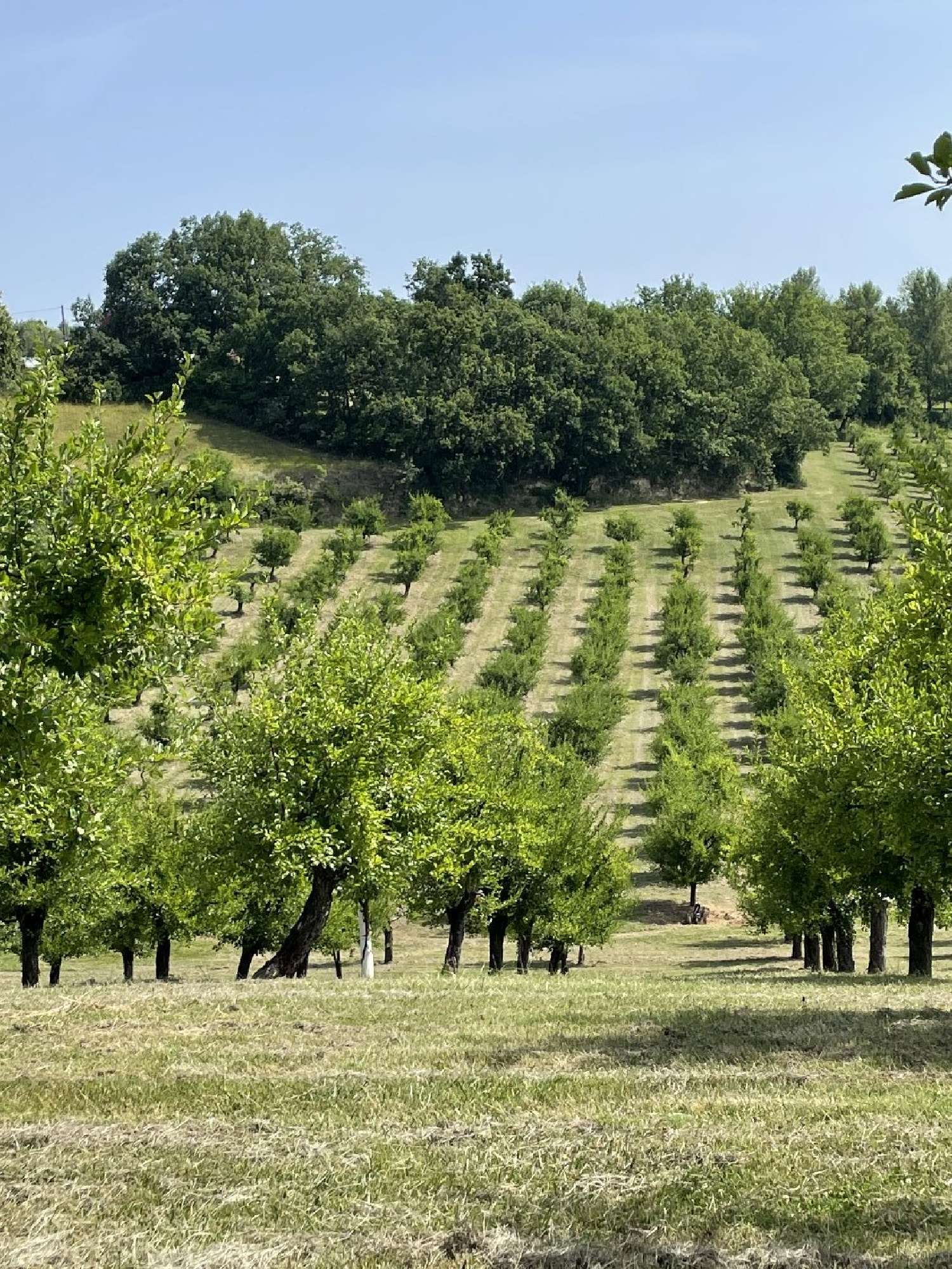  te koop landgoed Mirabel Tarn-et-Garonne 6