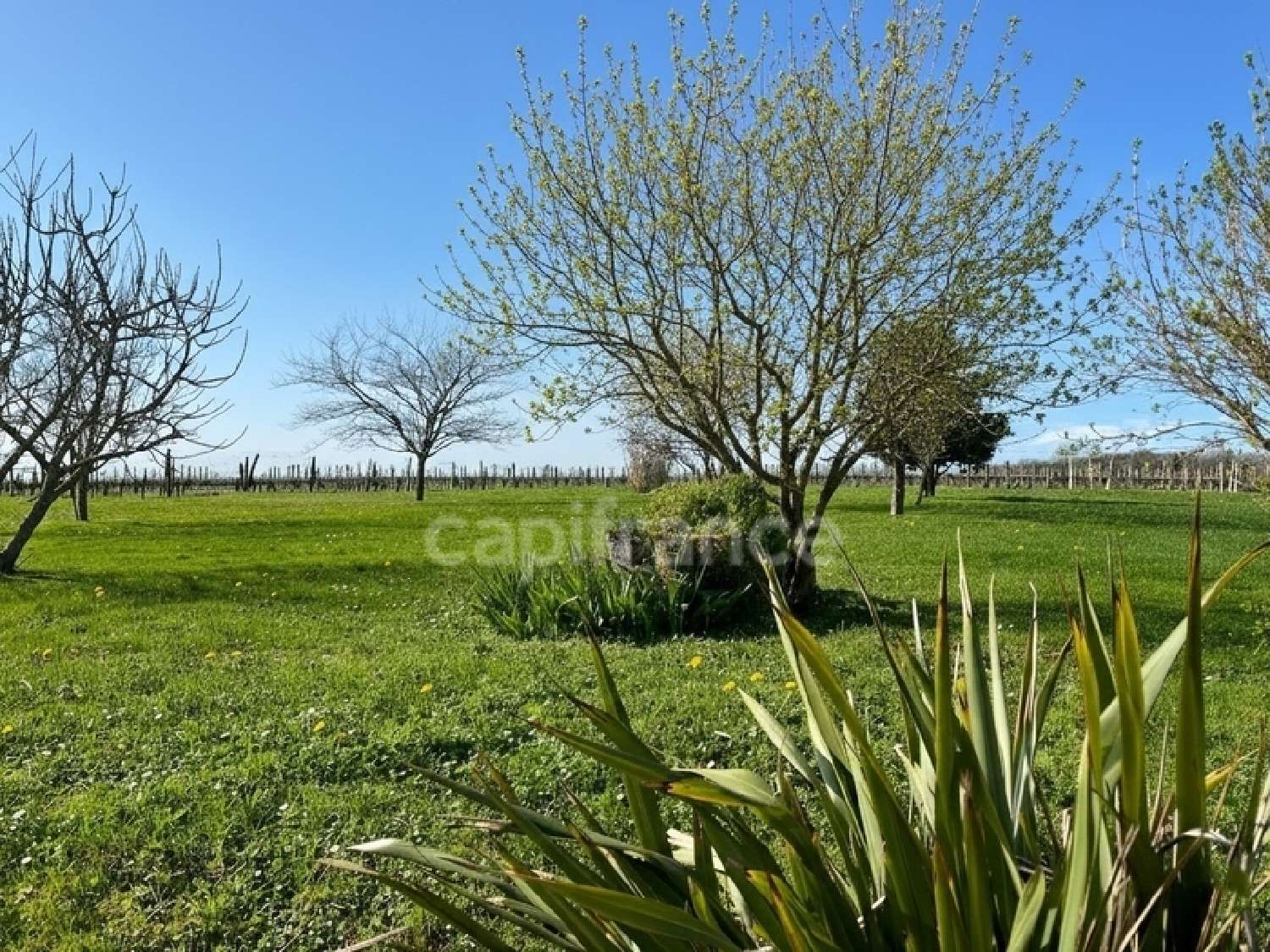  for sale estate Vanzac Charente-Maritime 2