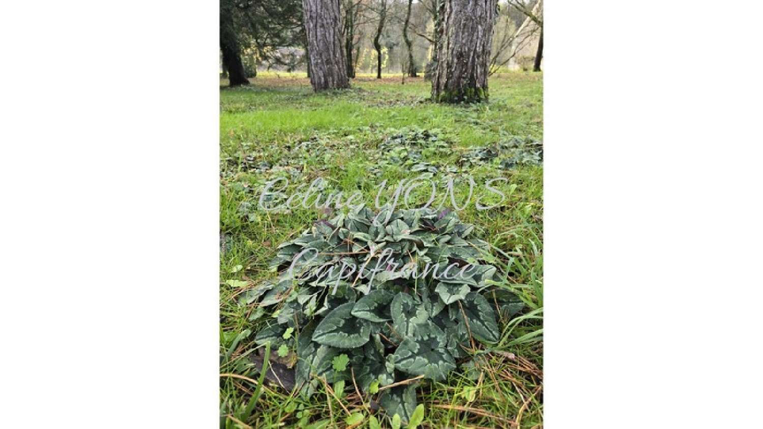 kaufen Bauernhof Asnières-sous-Bois Yonne 8