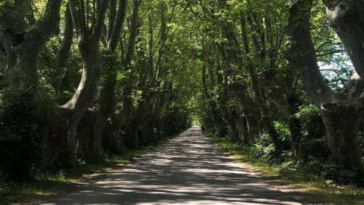  en venta casa rústica Châteauneuf-du-Pape Vaucluse 2