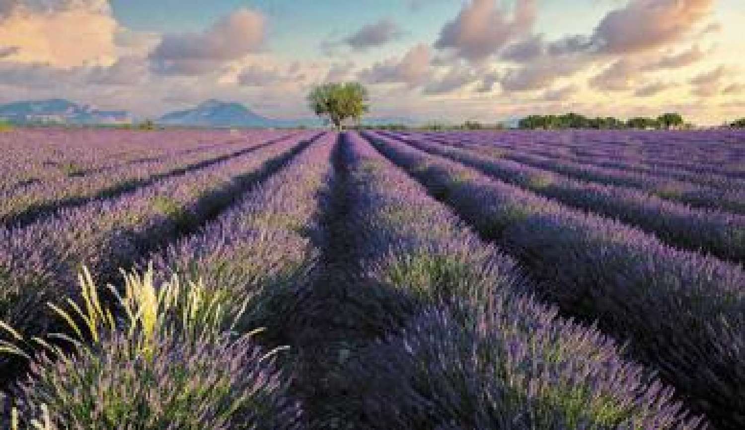  kaufen Haus Brignoles Var 1