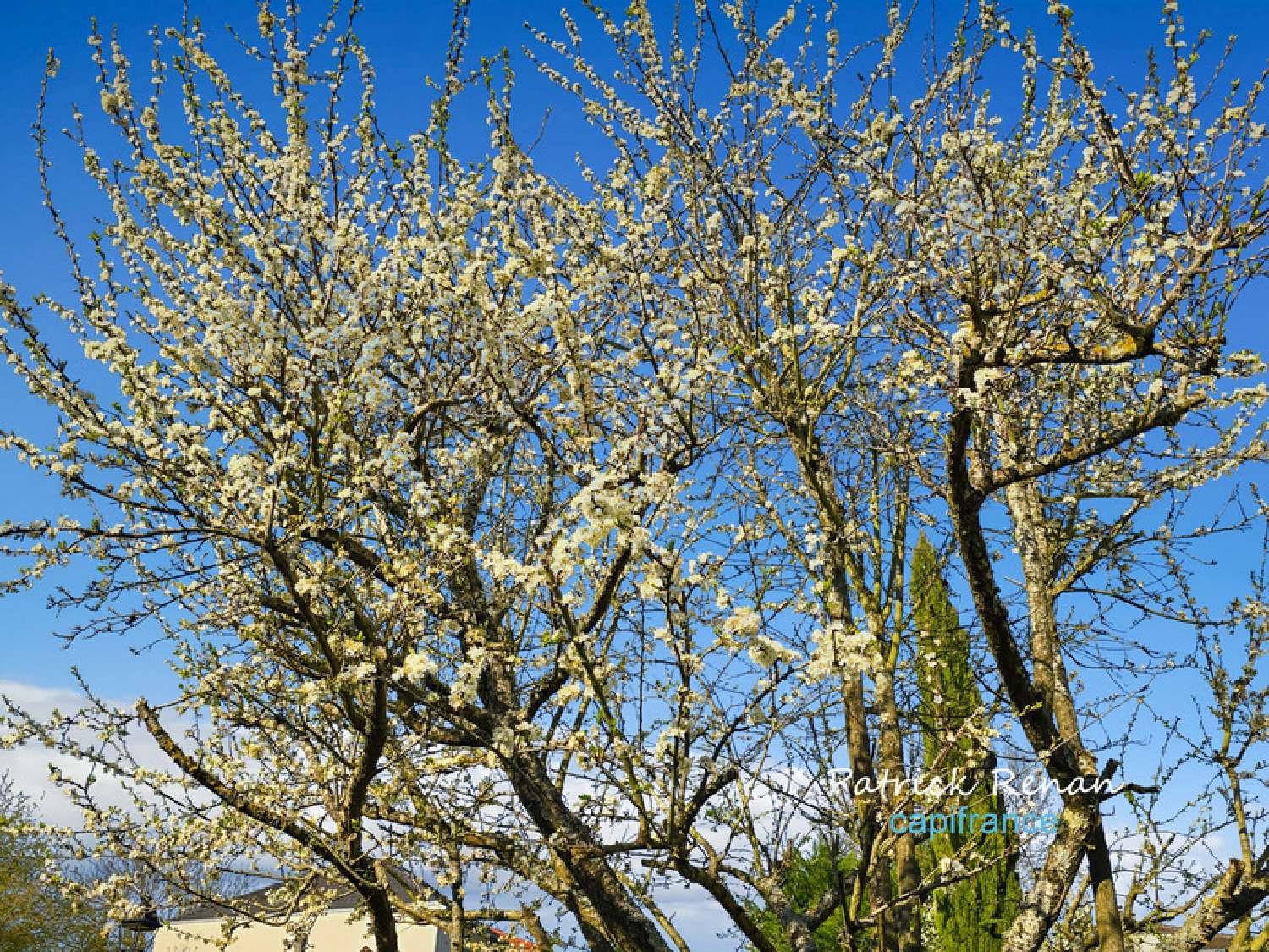 for sale house Fontenay-le-Fleury Yvelines 8