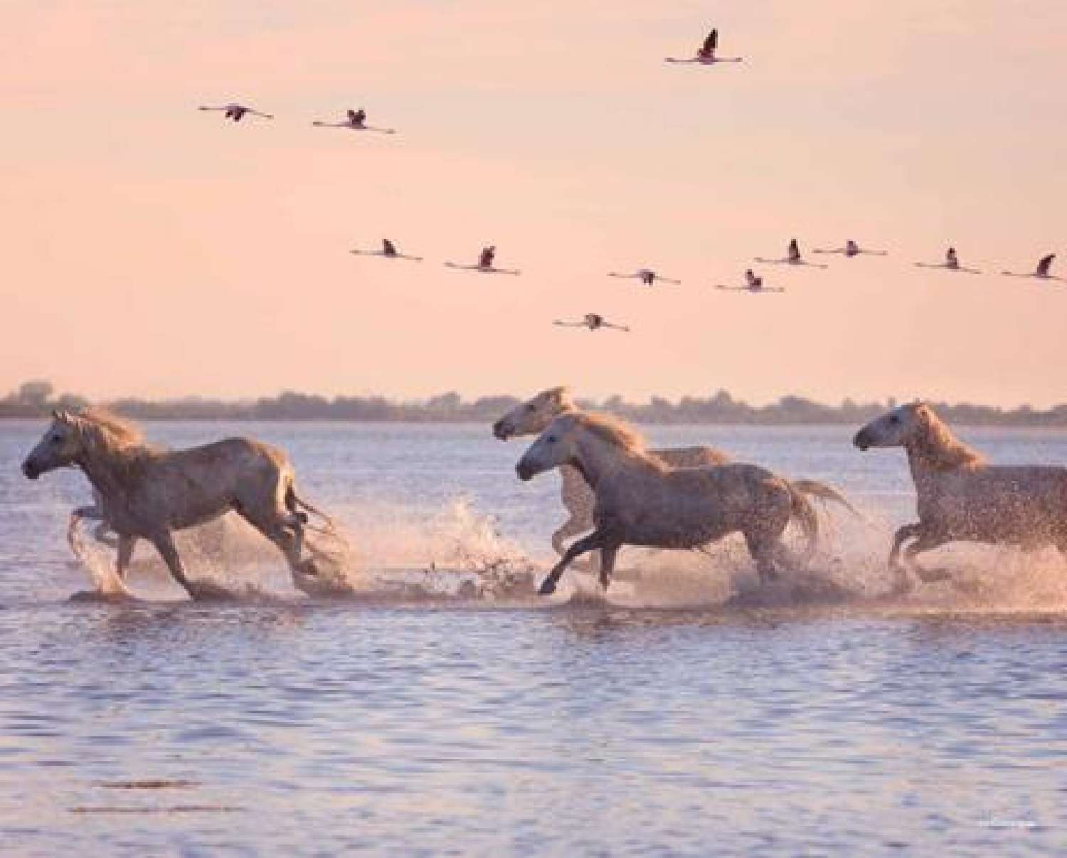  en venta casa Le Grau-du-Roi Gard 1