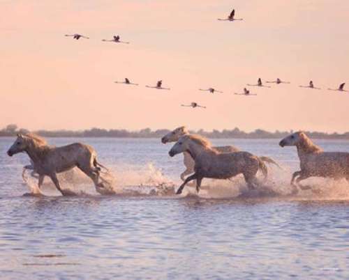 Le Grau-du-Roi Gard casa foto 7275567