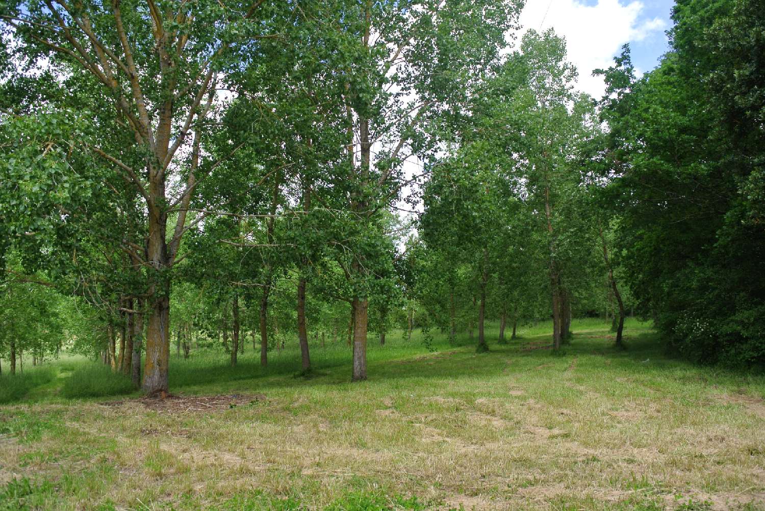  for sale house Mauvezin-sur-Gupie Lot-et-Garonne 5