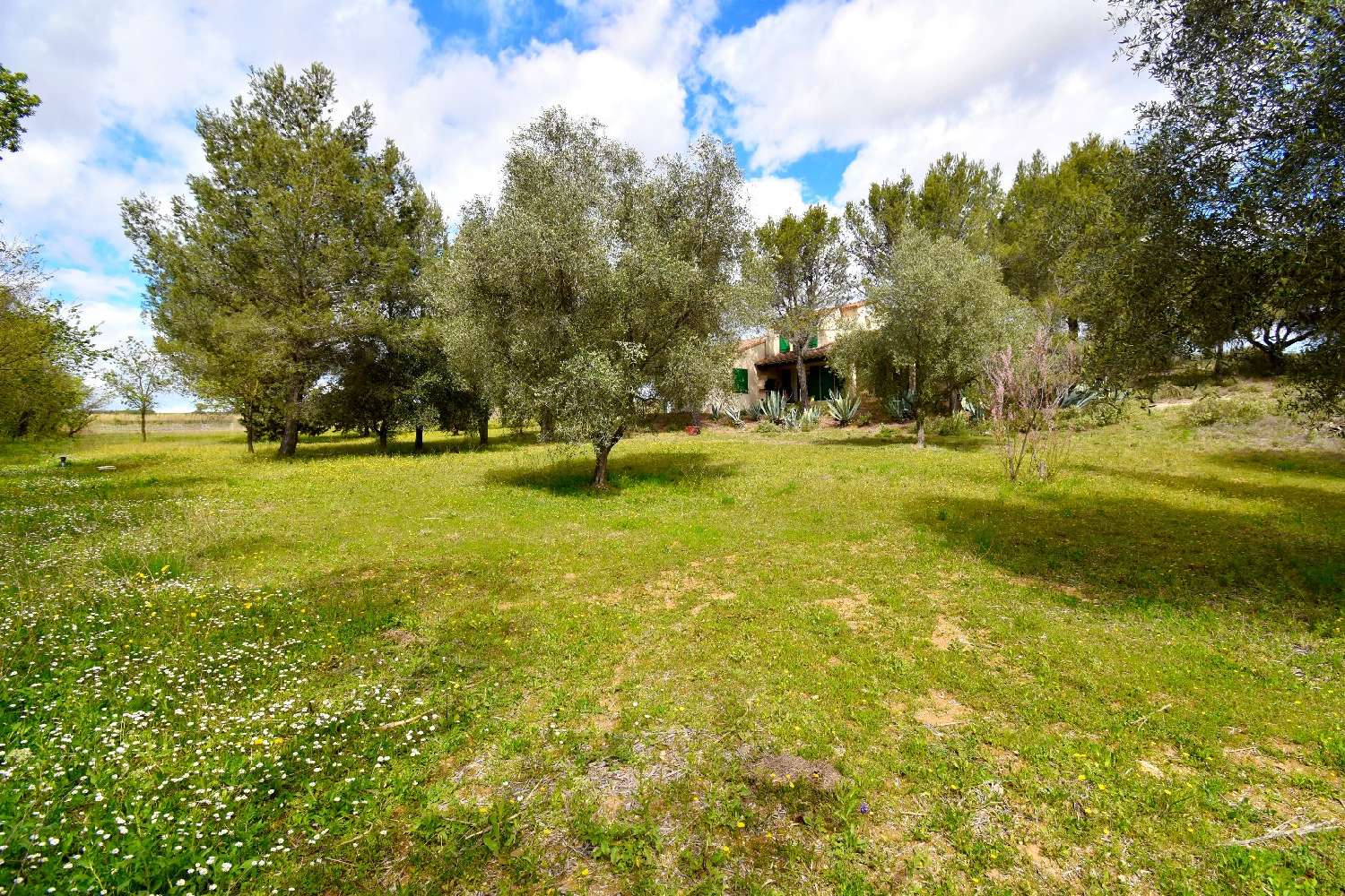  te koop huis Mèze Hérault 6