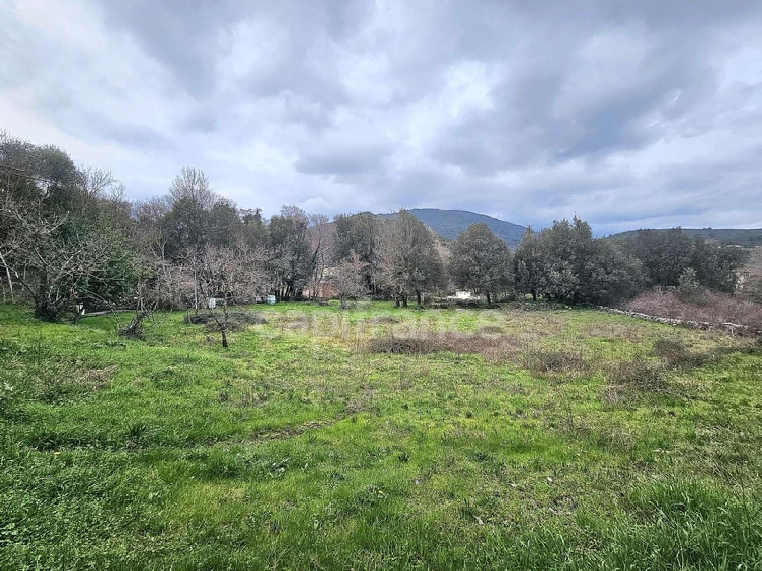 for sale house Omessa Haute-Corse 3