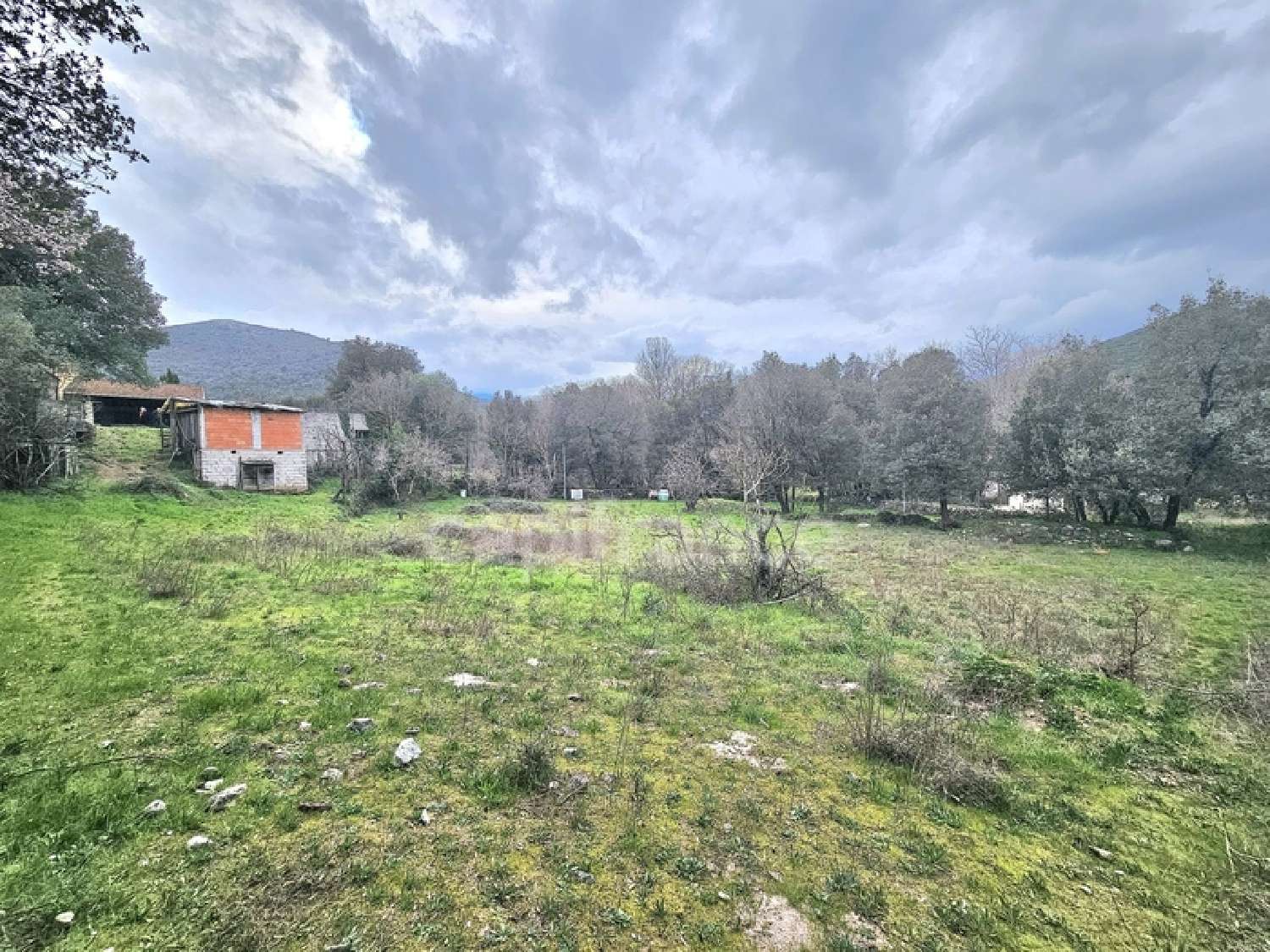 for sale house Omessa Haute-Corse 4