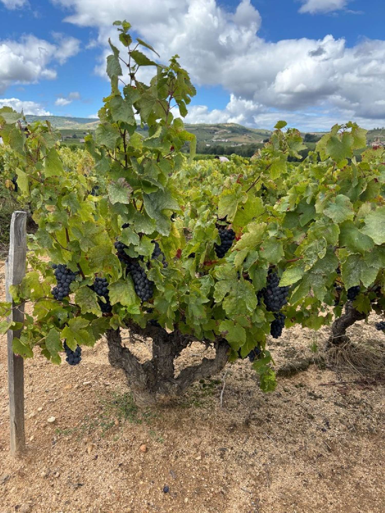 te koop huis Pruzilly Saône-et-Loire 1