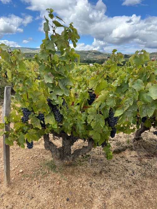 Pruzilly Saône-et-Loire huis foto 7279589