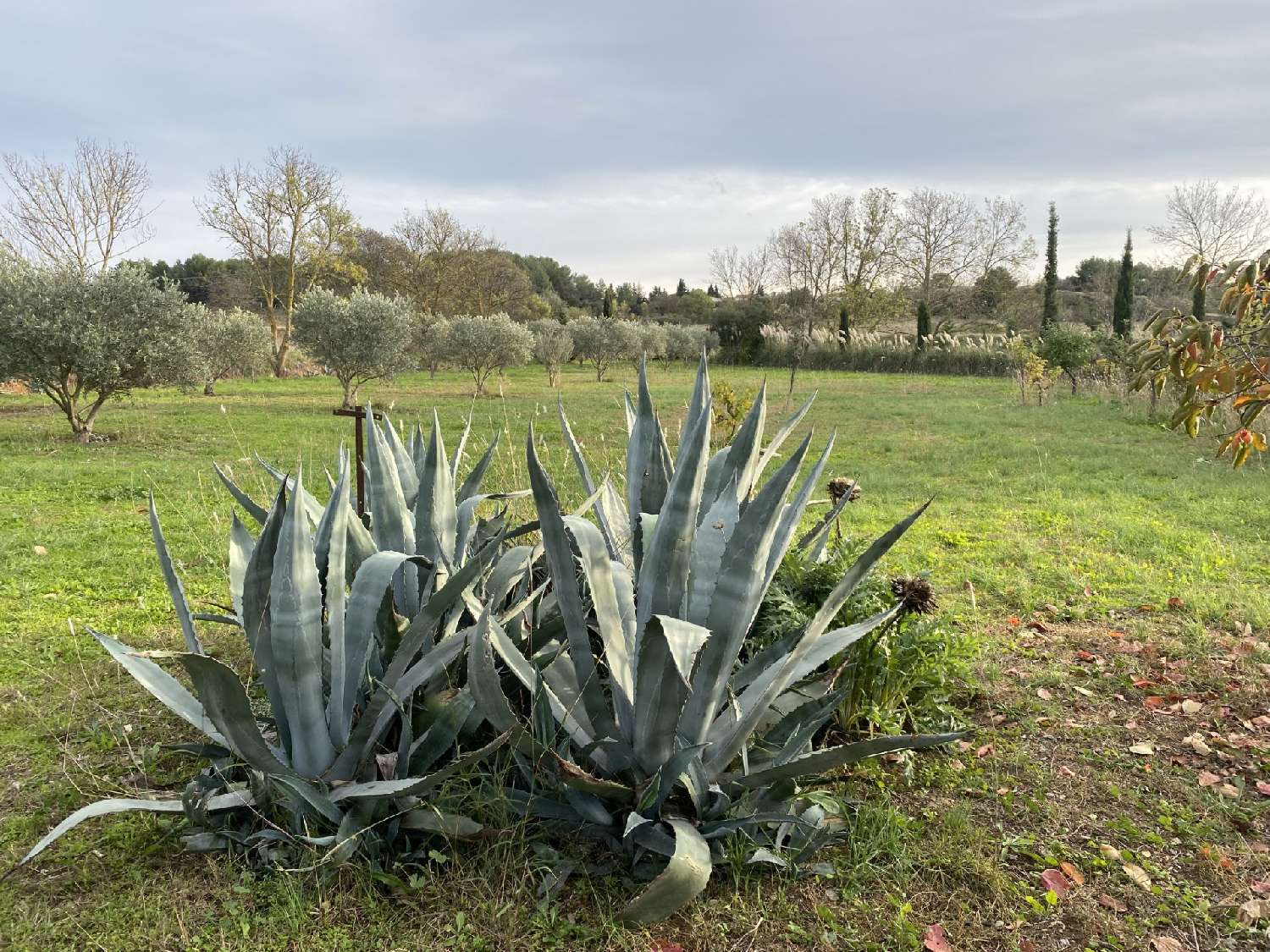  te koop huis Quarante Hérault 3