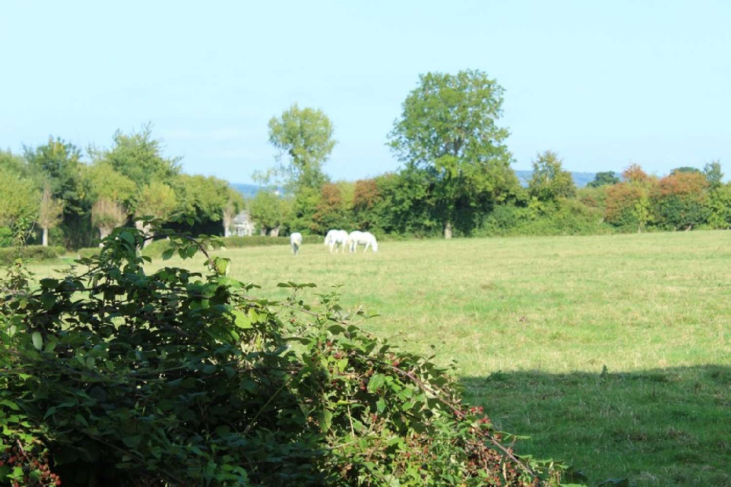  for sale house Saint-Étienne-la-Thillaye Calvados 3