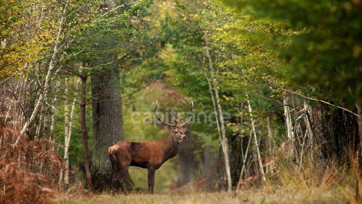  à vendre restaurant Lamotte-Beuvron Loir-et-Cher 3
