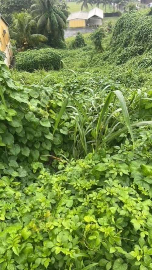 Capesterre-Belle-Eau Guadeloupe terrain foto 7279806