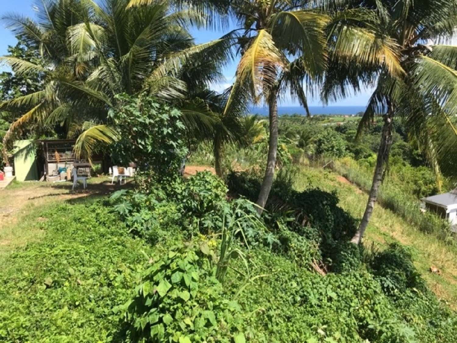  à vendre terrain Capesterre-Belle-Eau Guadeloupe 4