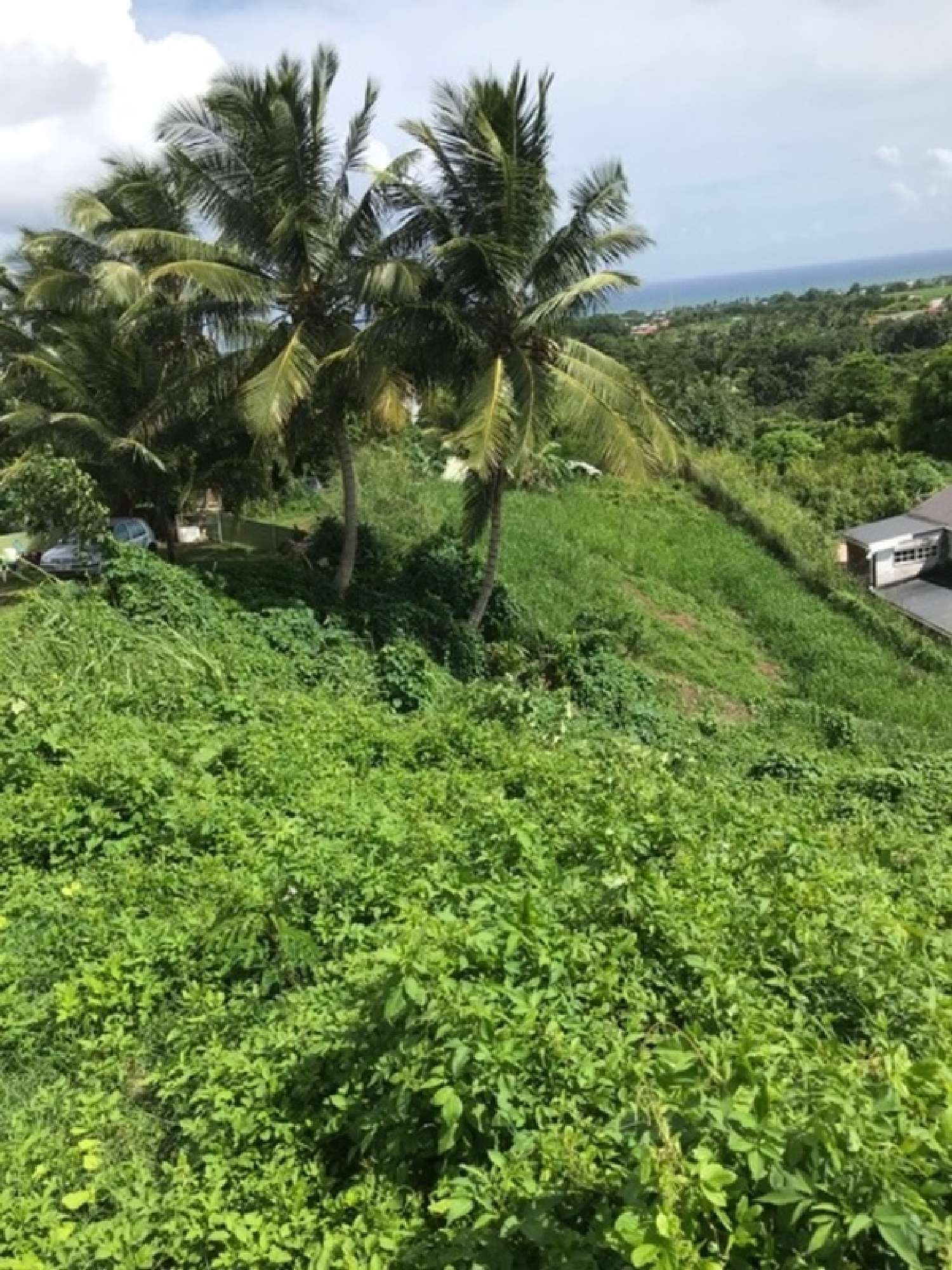  à vendre terrain Capesterre-Belle-Eau Guadeloupe 5