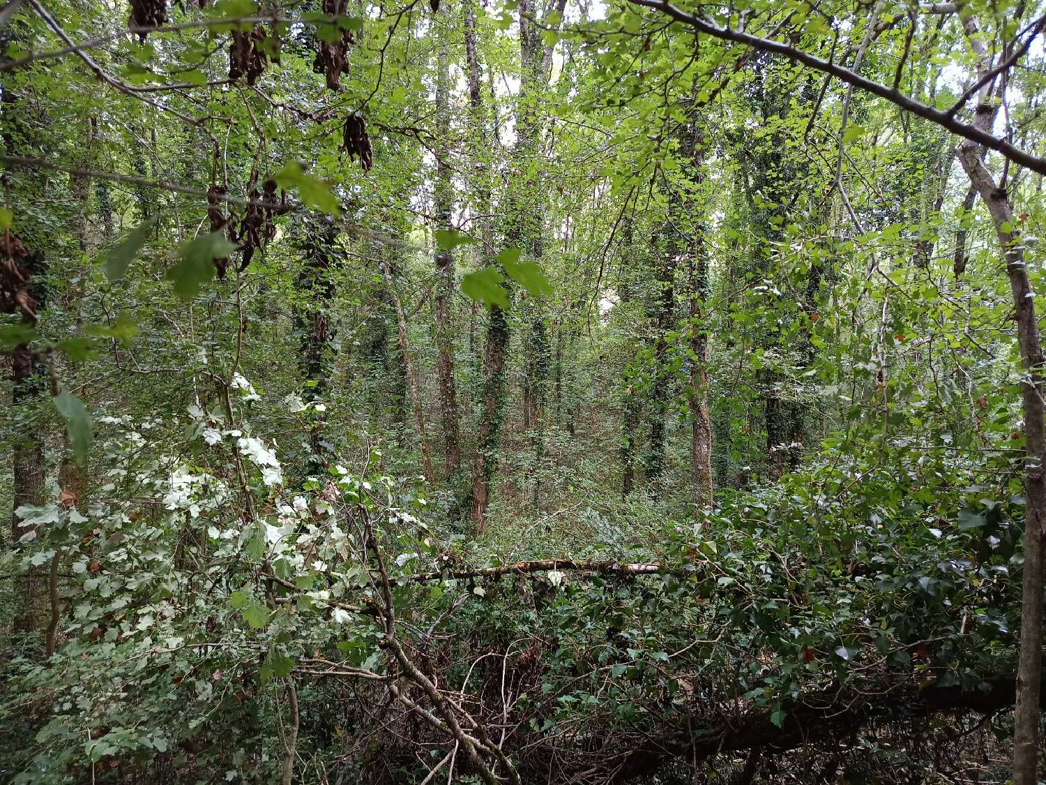  kaufen Grundstück Carmaux Tarn 8