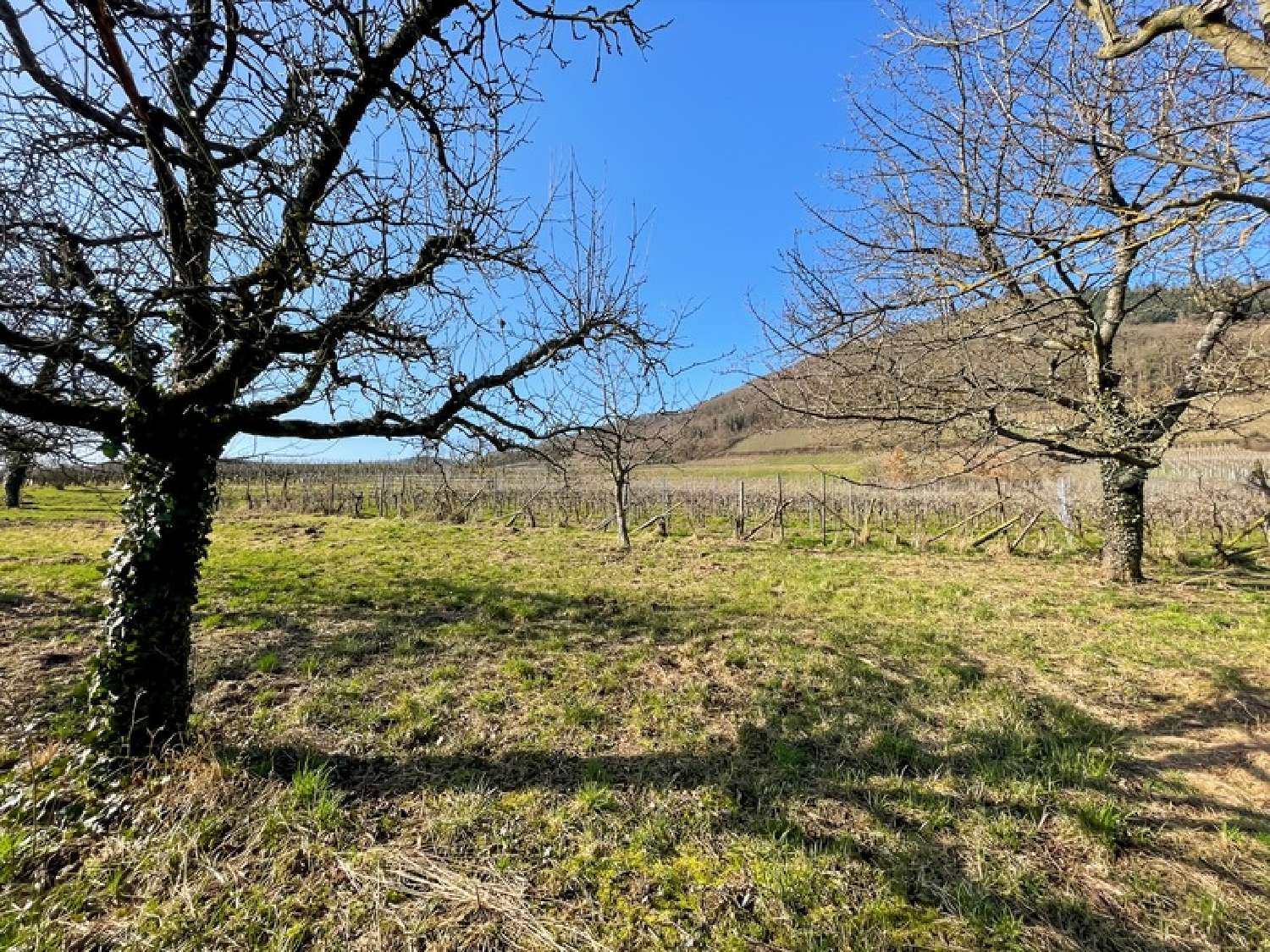  for sale terrain Châtenois Bas-Rhin 3