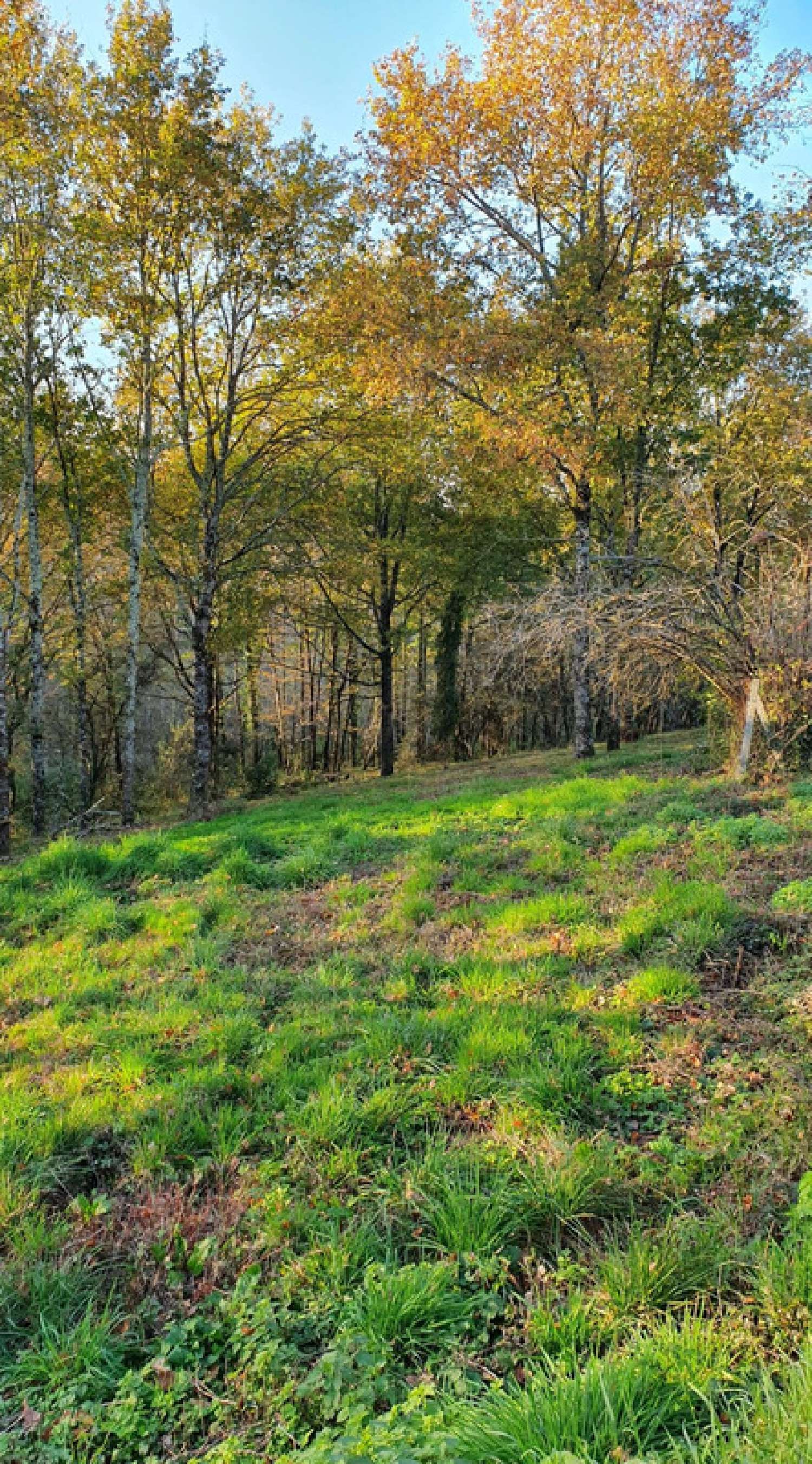  te koop terrein Cosnac Corrèze 2