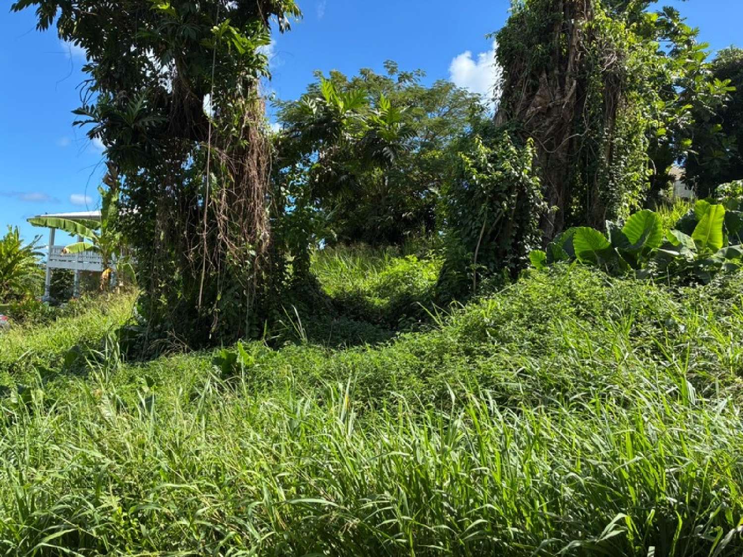  for sale terrain La Trinité Martinique 1
