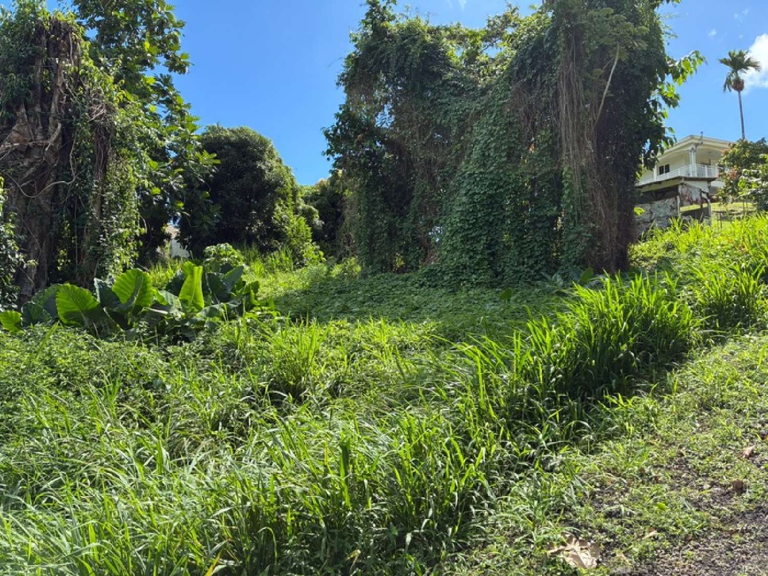  for sale terrain La Trinité Martinique 2