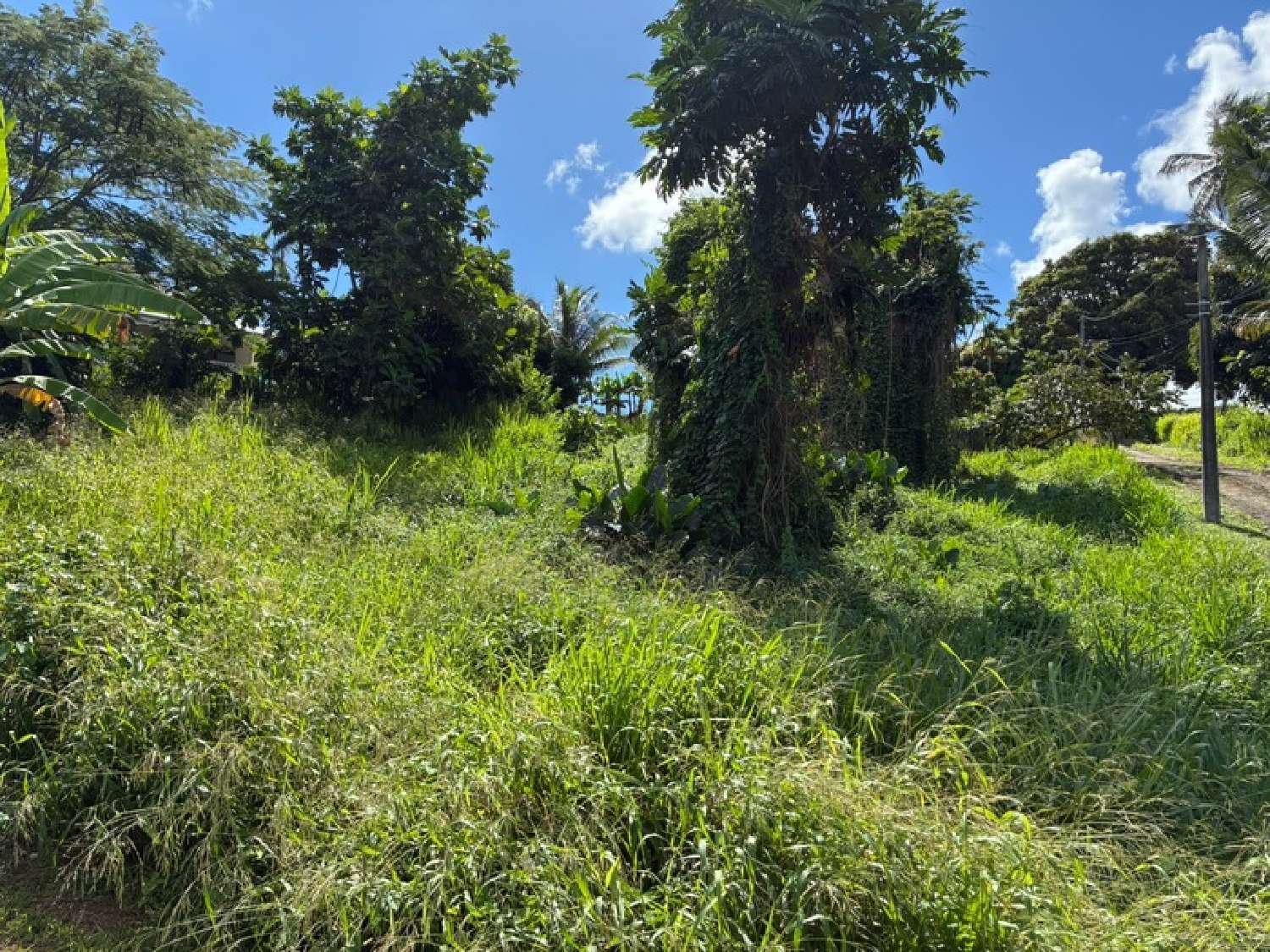  for sale terrain La Trinité Martinique 3
