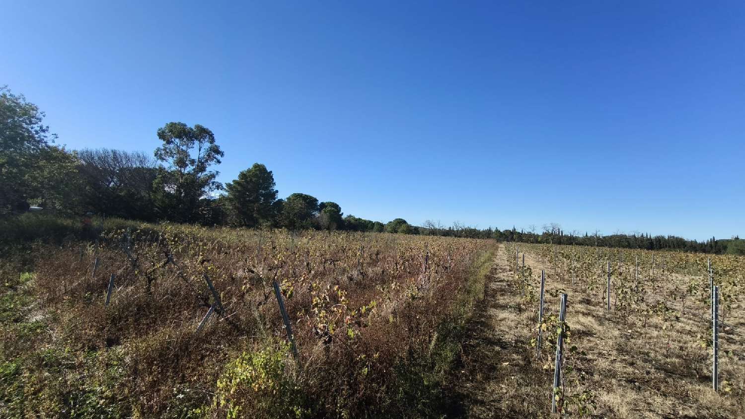  kaufen Grundstück Laroque-des-Albères Pyrénées-Orientales 1