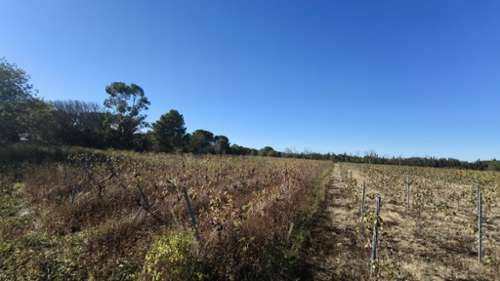 Laroque-des-Albères Pyrénées-Orientales Grundstück Bild 7274487