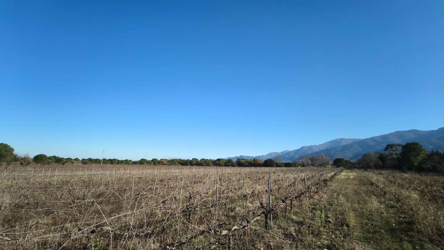  kaufen Grundstück Laroque-des-Albères Pyrénées-Orientales 2