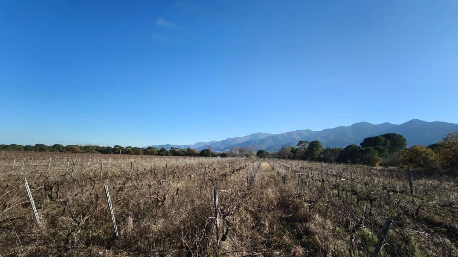  kaufen Grundstück Laroque-des-Albères Pyrénées-Orientales 3