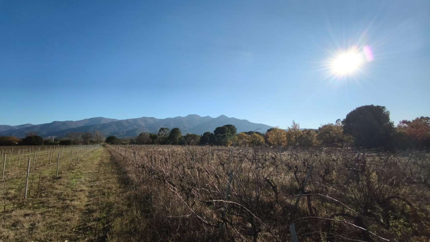  kaufen Grundstück Laroque-des-Albères Pyrénées-Orientales 4